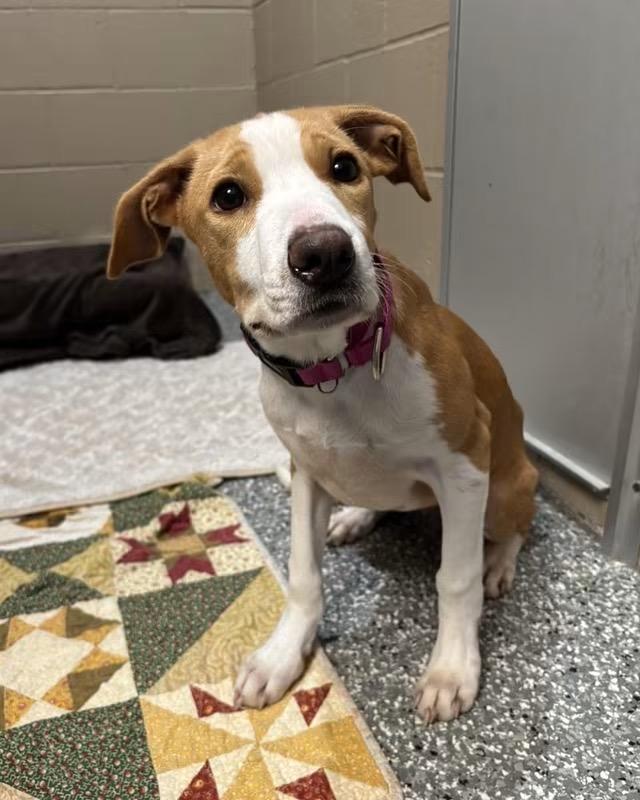 Mirabelle, Adoptable, Puppy Female Hound.