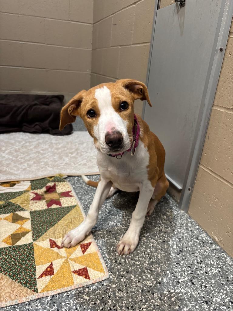 Enlarge Mirabelle, a Adoptable Hound in Liverpool, NY image 2/3