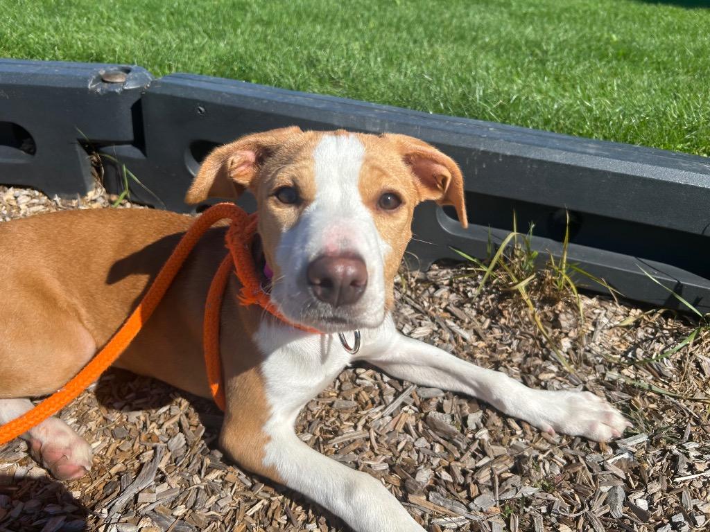 Enlarge Mirabelle, a Adoptable Hound in Liverpool, NY image 3/3