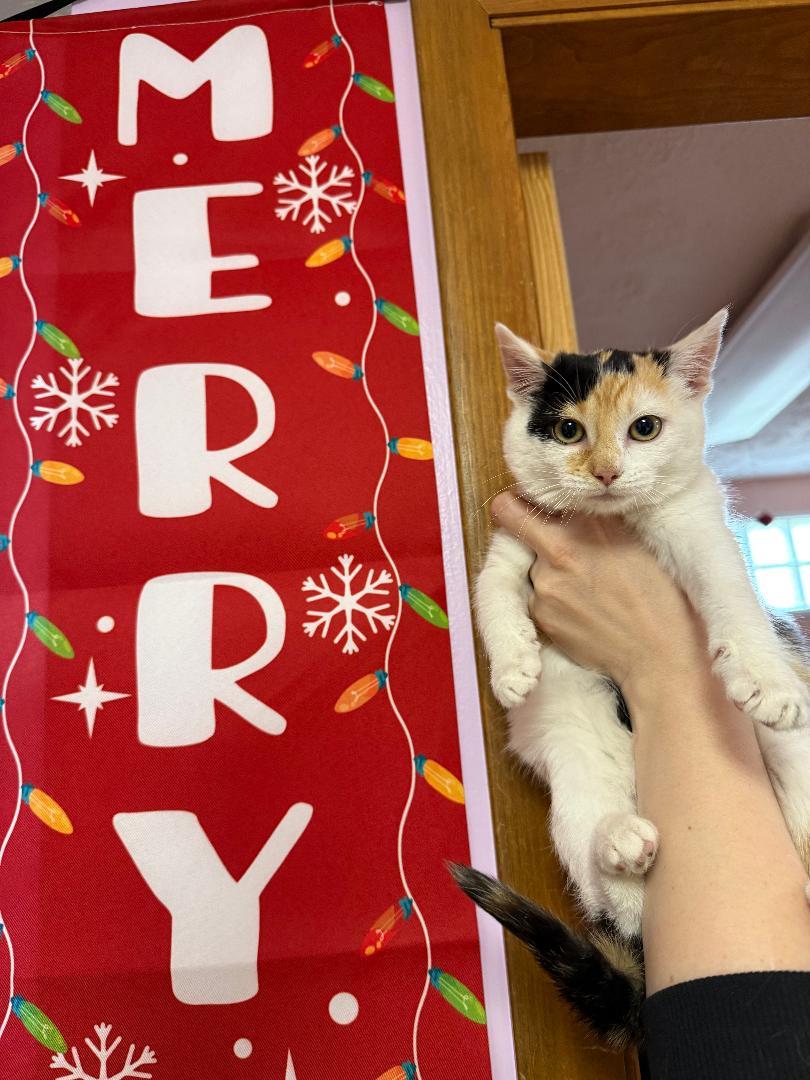 Merry, adopted, Kitten Female Domestic Short Hair.