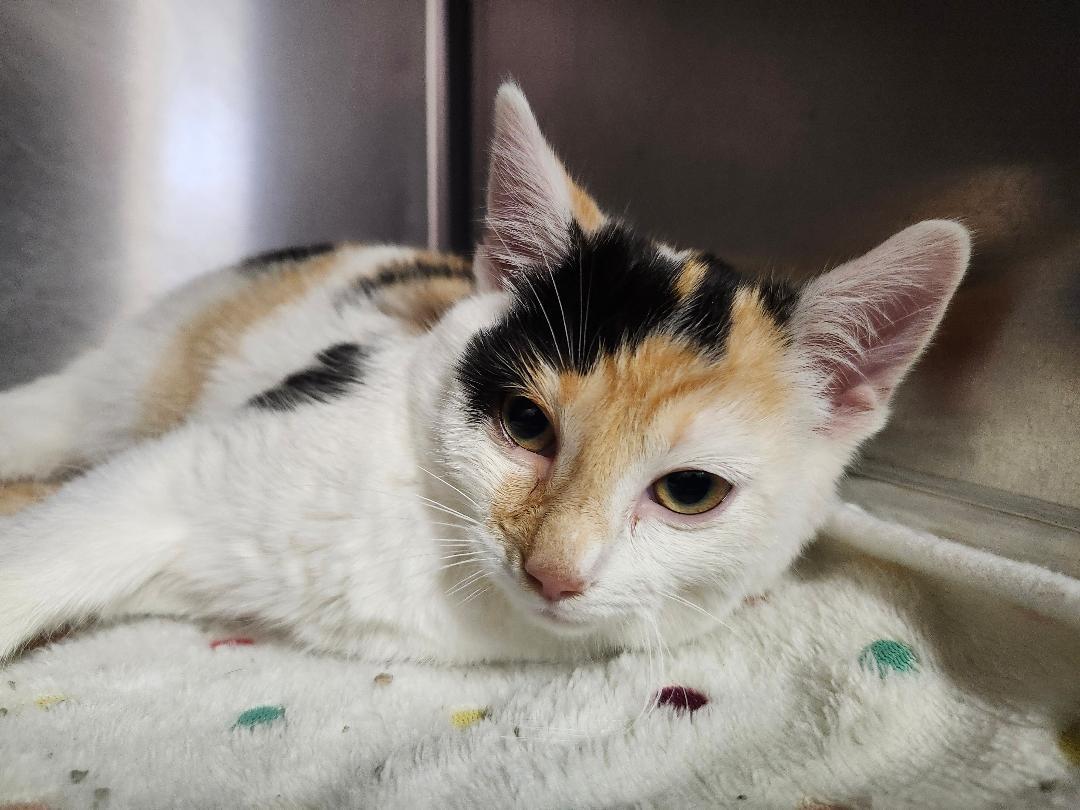 Enlarge Merry, an adopted Domestic Short Hair in Reynoldsburg, OH image 2/2