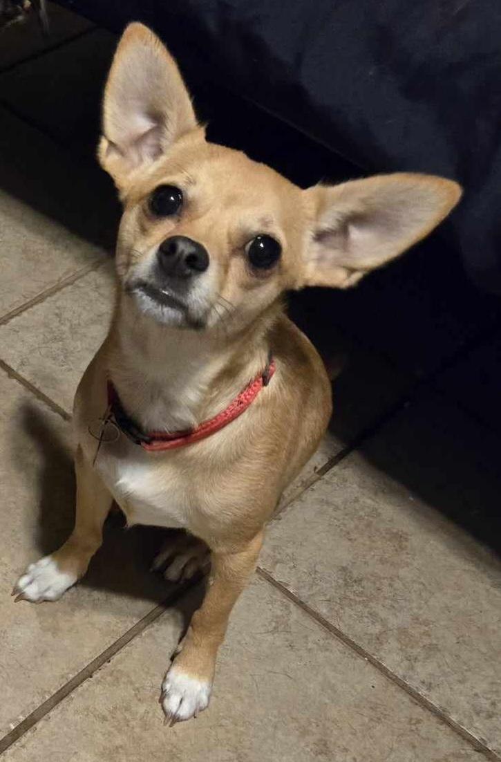 TANNER, a Adoptable Chihuahua in Grand Prairie, TX image 2/2