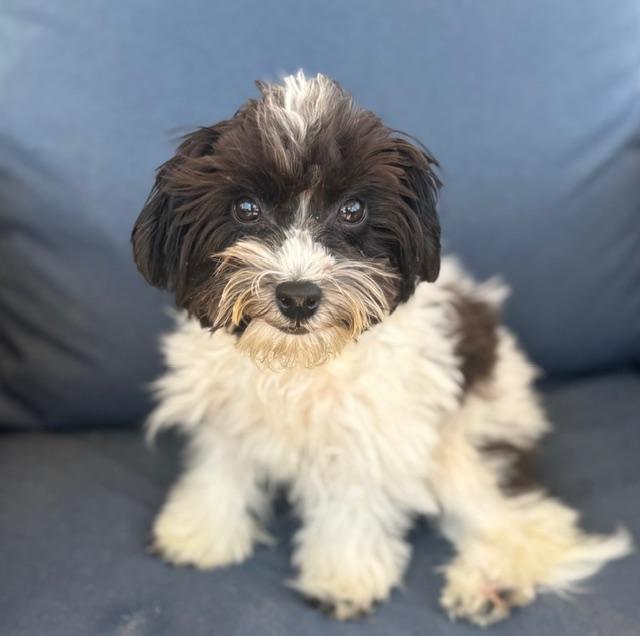 Neo, ADOPTABLE, Puppy Male Havanese & Miniature Poodle.