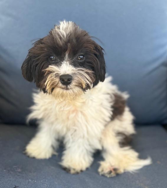 Enlarge Neo, a ADOPTABLE mixed breed in Atlanta, GA image 4/5