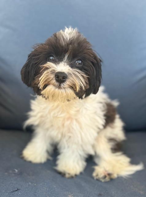 Enlarge Neo, a ADOPTABLE mixed breed in Atlanta, GA image 5/5