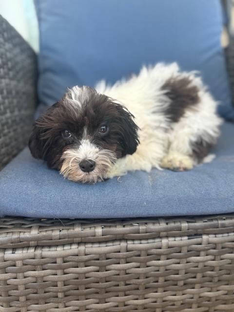 Enlarge Neo, a ADOPTABLE mixed breed in Atlanta, GA image 3/5