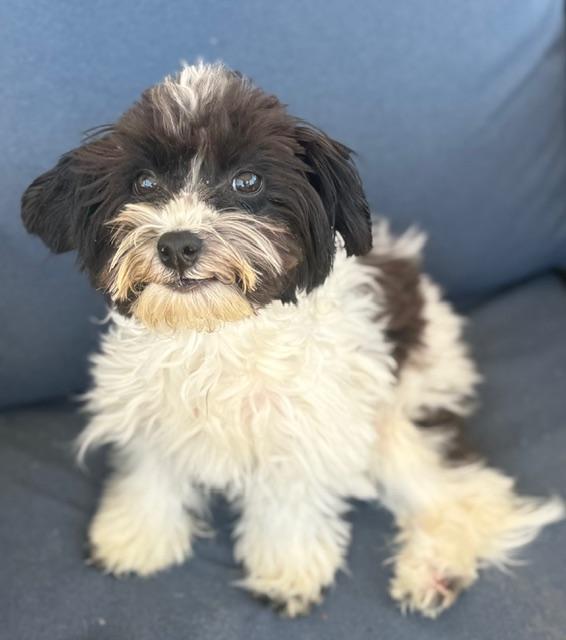 Enlarge Neo, a ADOPTABLE mixed breed in Atlanta, GA image 2/5