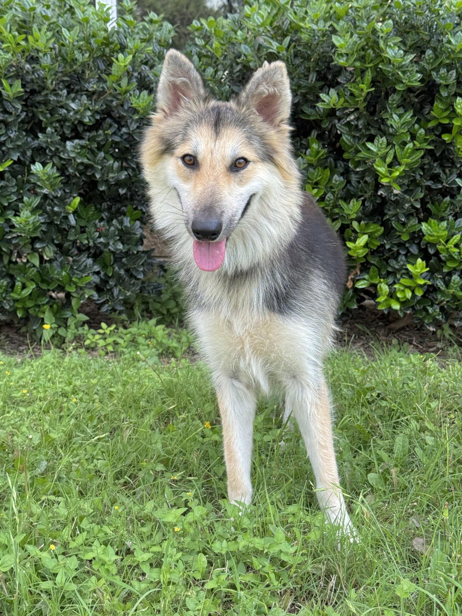 Callie, Adoptable, Adult Female Collie.