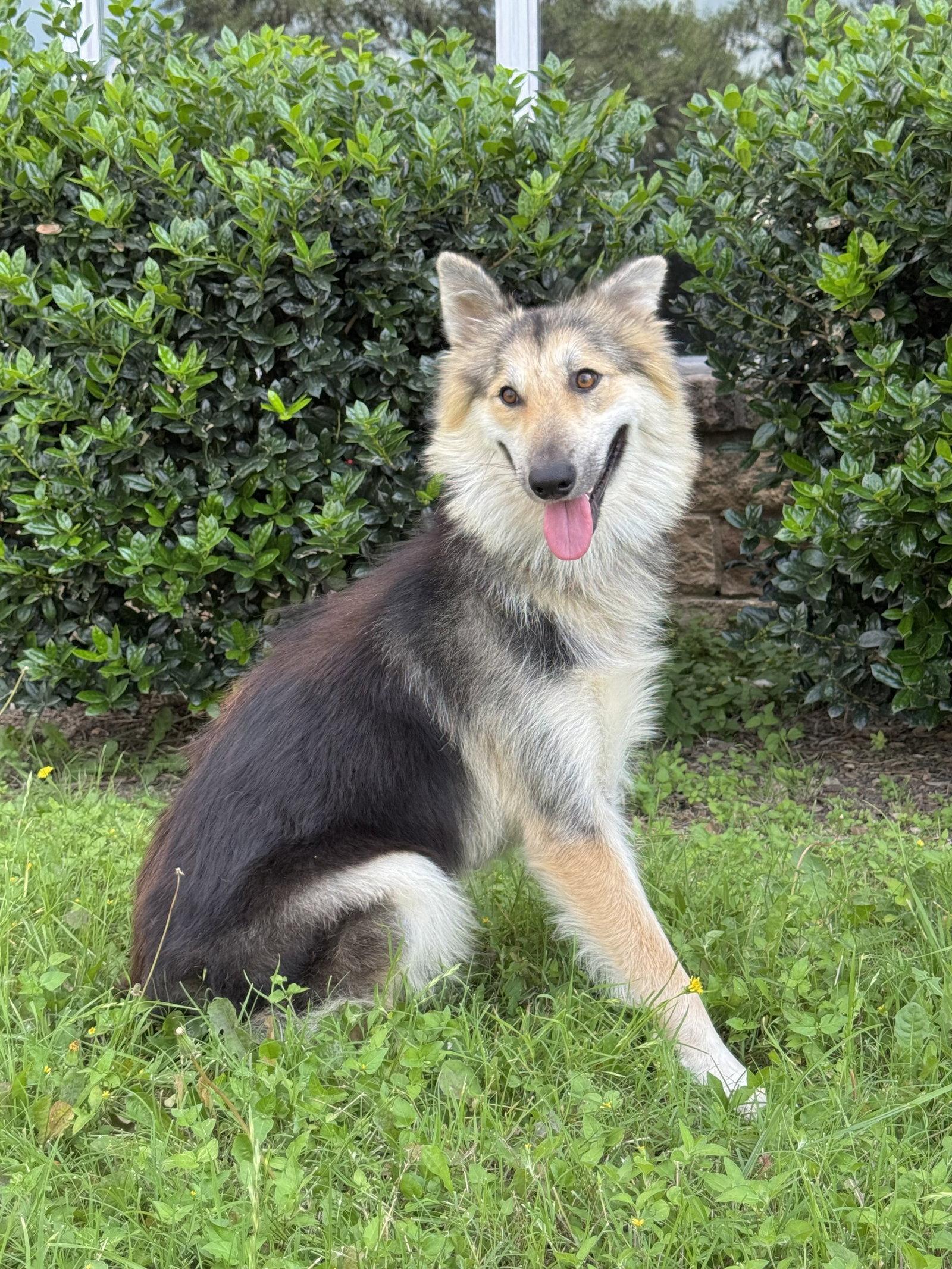 Callie, a Adoptable Collie in Helotes, TX image 2/3