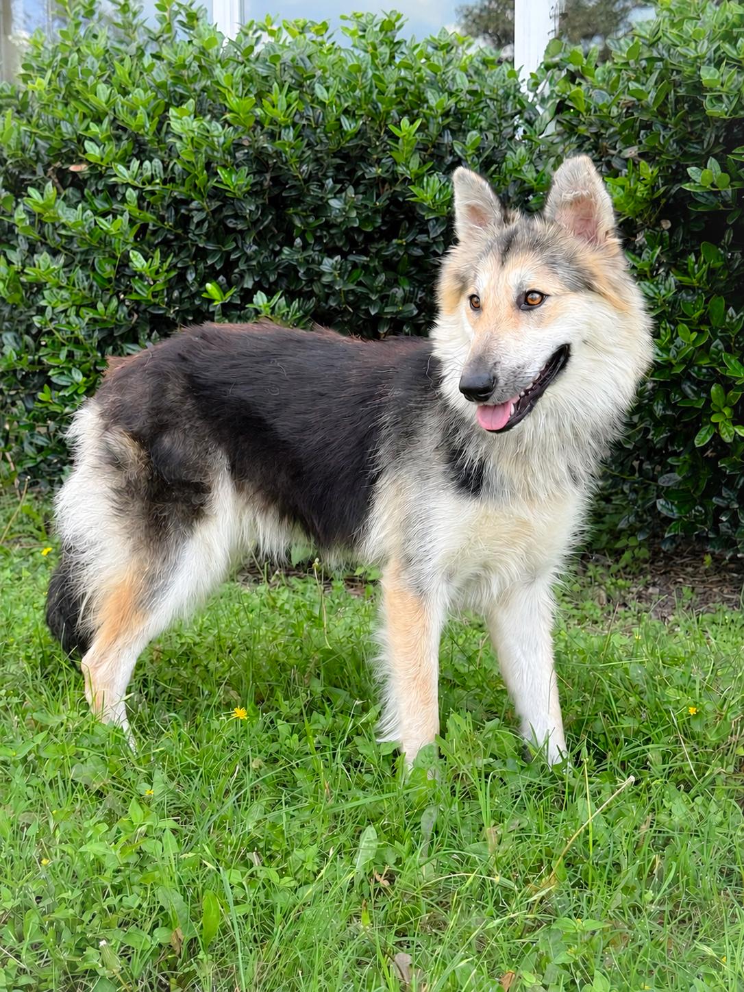 Callie, a Adoptable Collie in Helotes, TX image 3/3