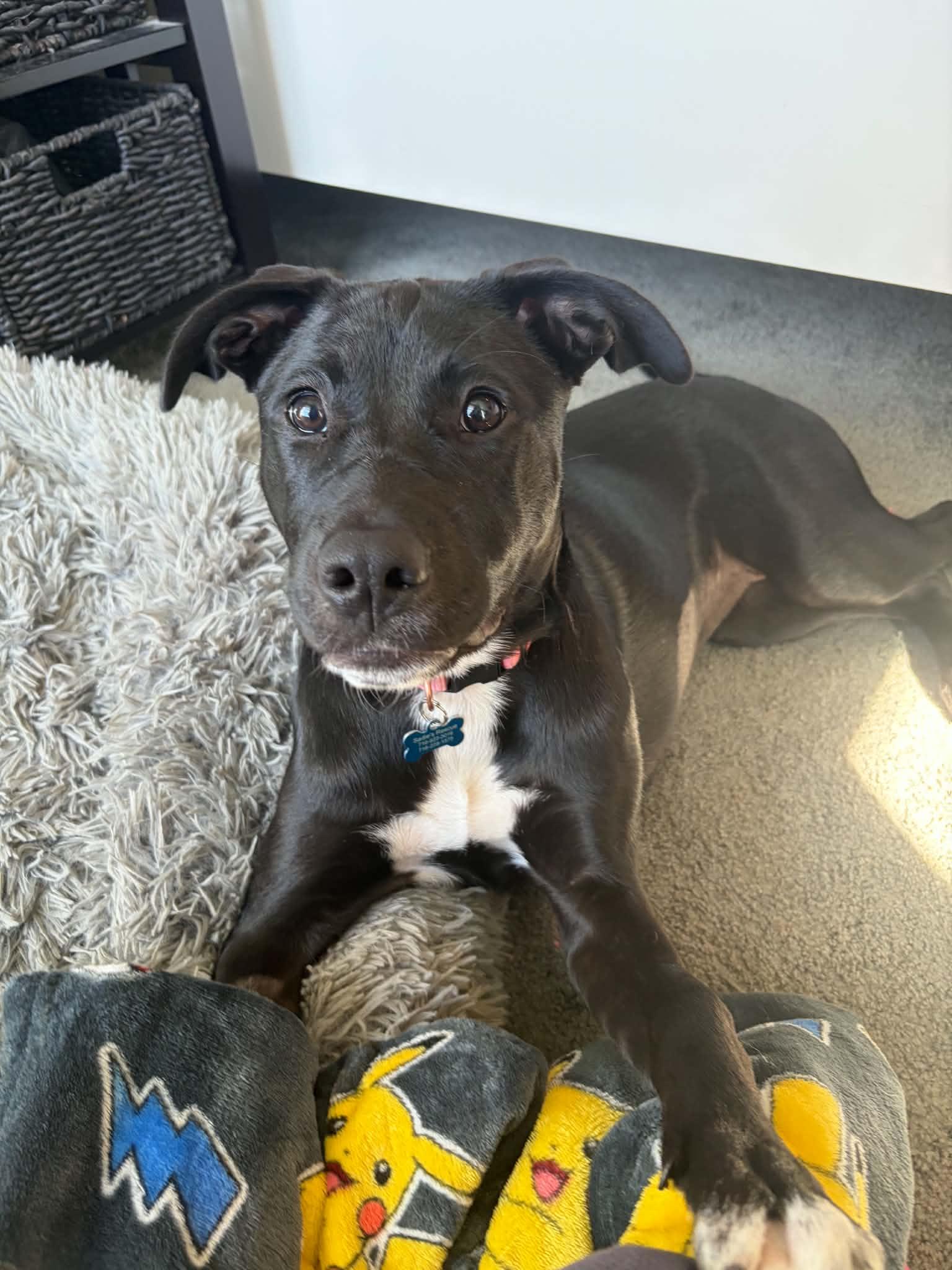 Quincy, Adoptable, Puppy Female Black Labrador Retriever & Alaskan Malamute.