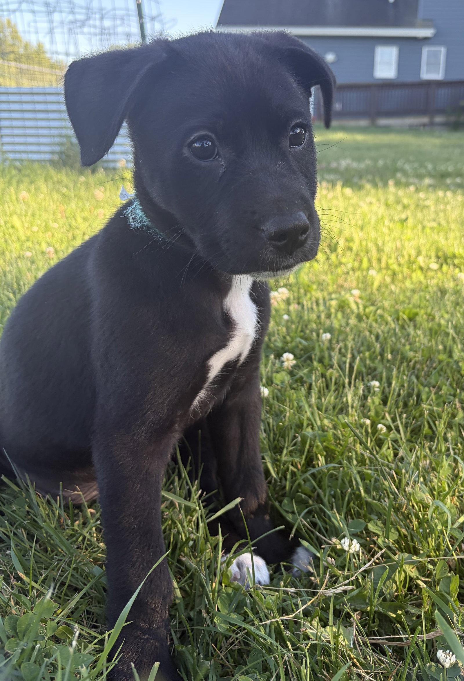 Enlarge Quincy, a Adoptable mixed breed in Springville, NY image 2/3
