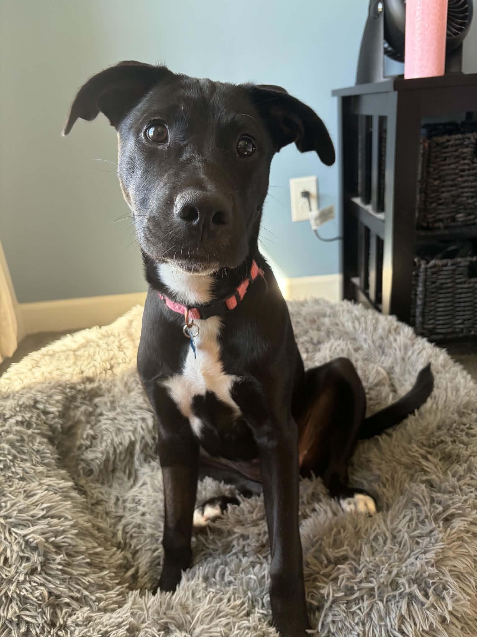 Enlarge Quincy, a Adoptable mixed breed in Springville, NY image 3/3