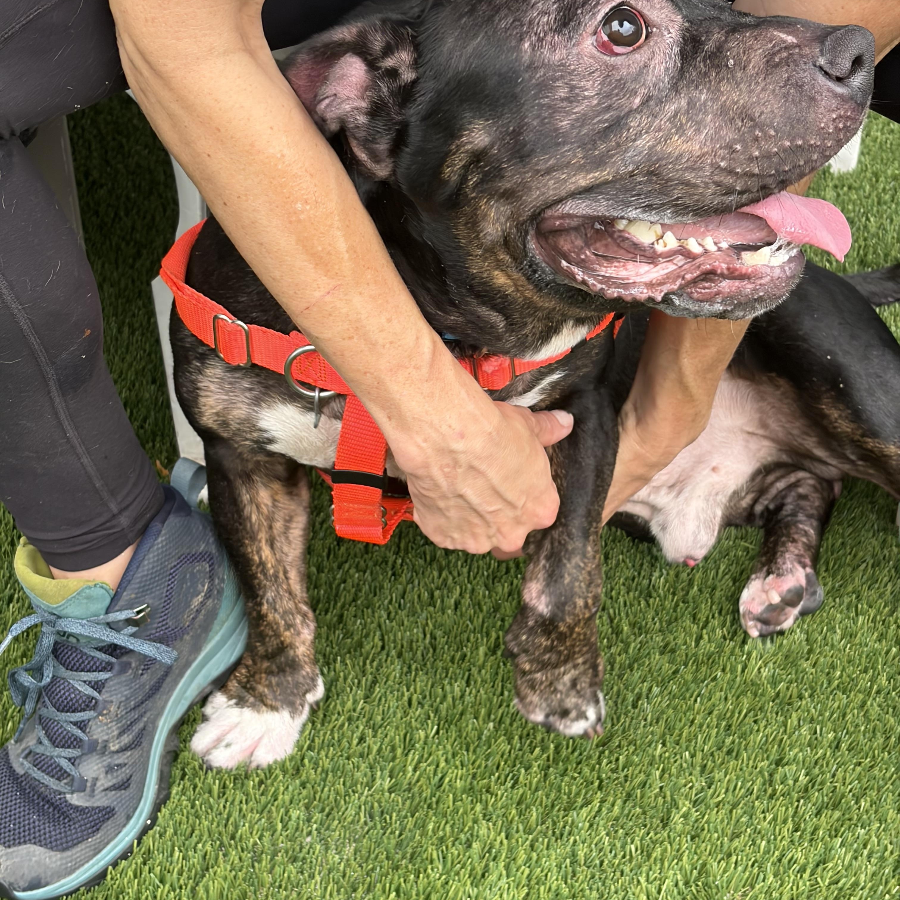 Ghost, a ADOPTABLE American Bully in McKeesport, PA image 2/6
