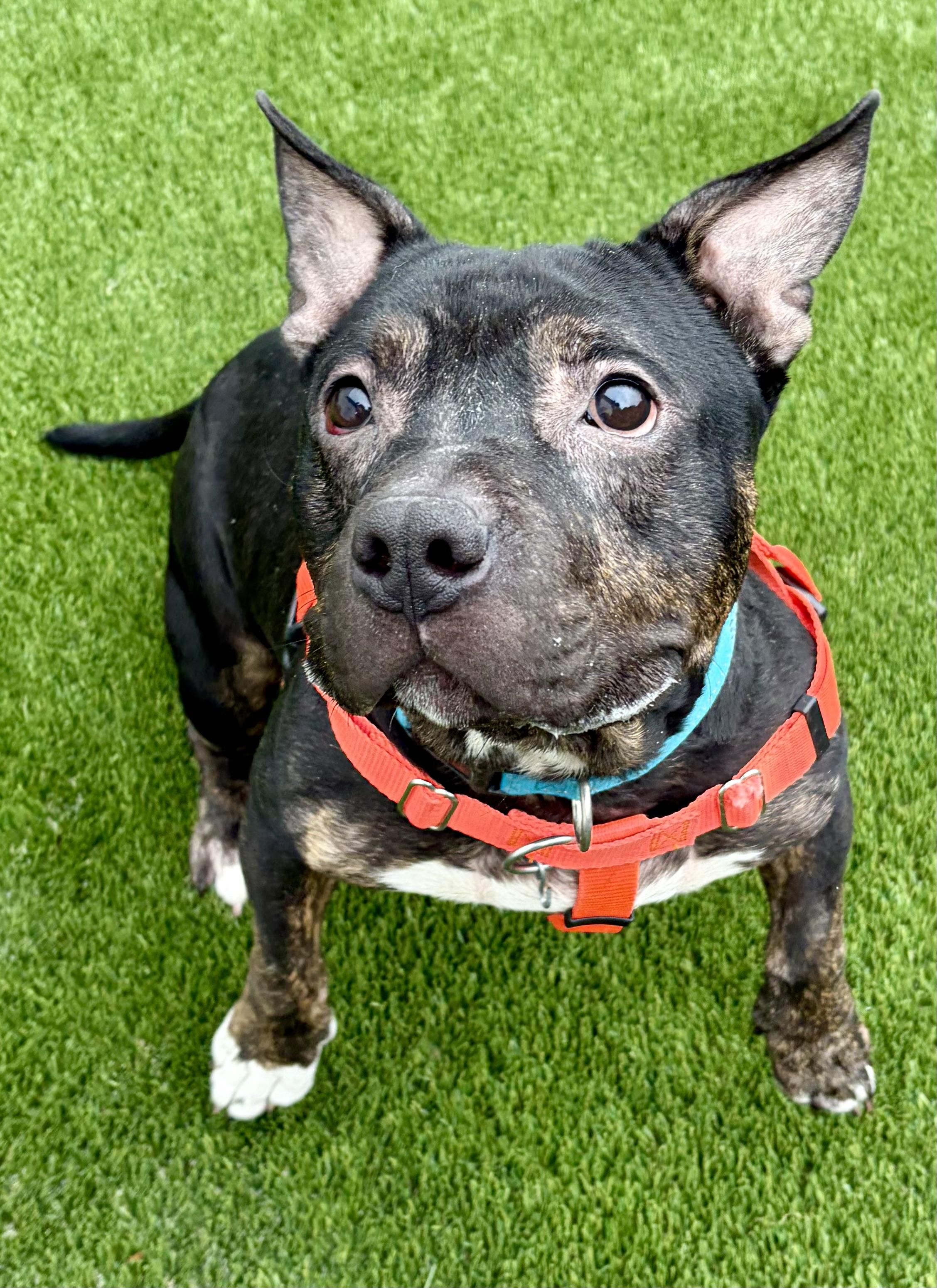 Ghost, a ADOPTABLE American Bully in McKeesport, PA image 3/6