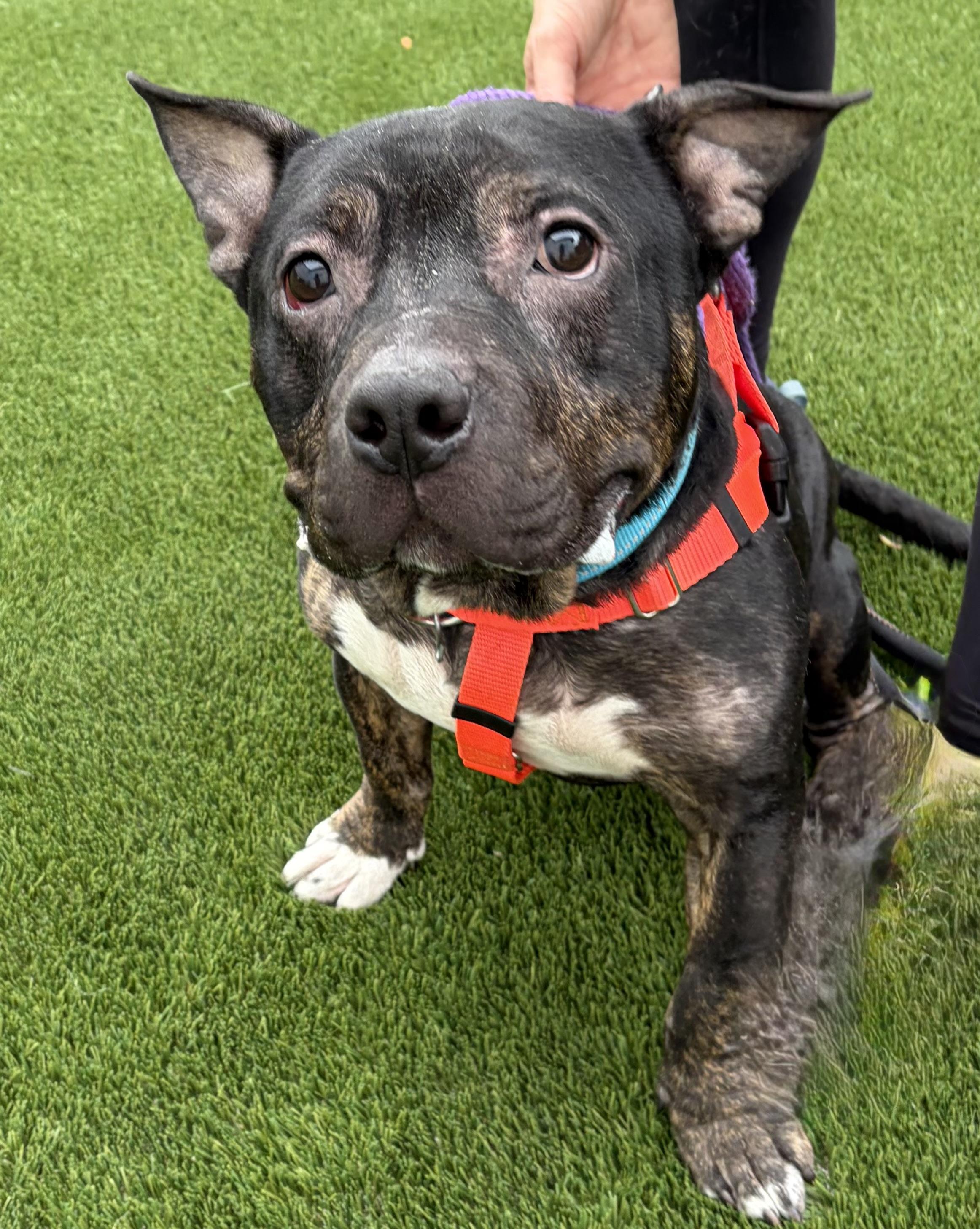 Ghost, a ADOPTABLE American Bully in McKeesport, PA image 6/6