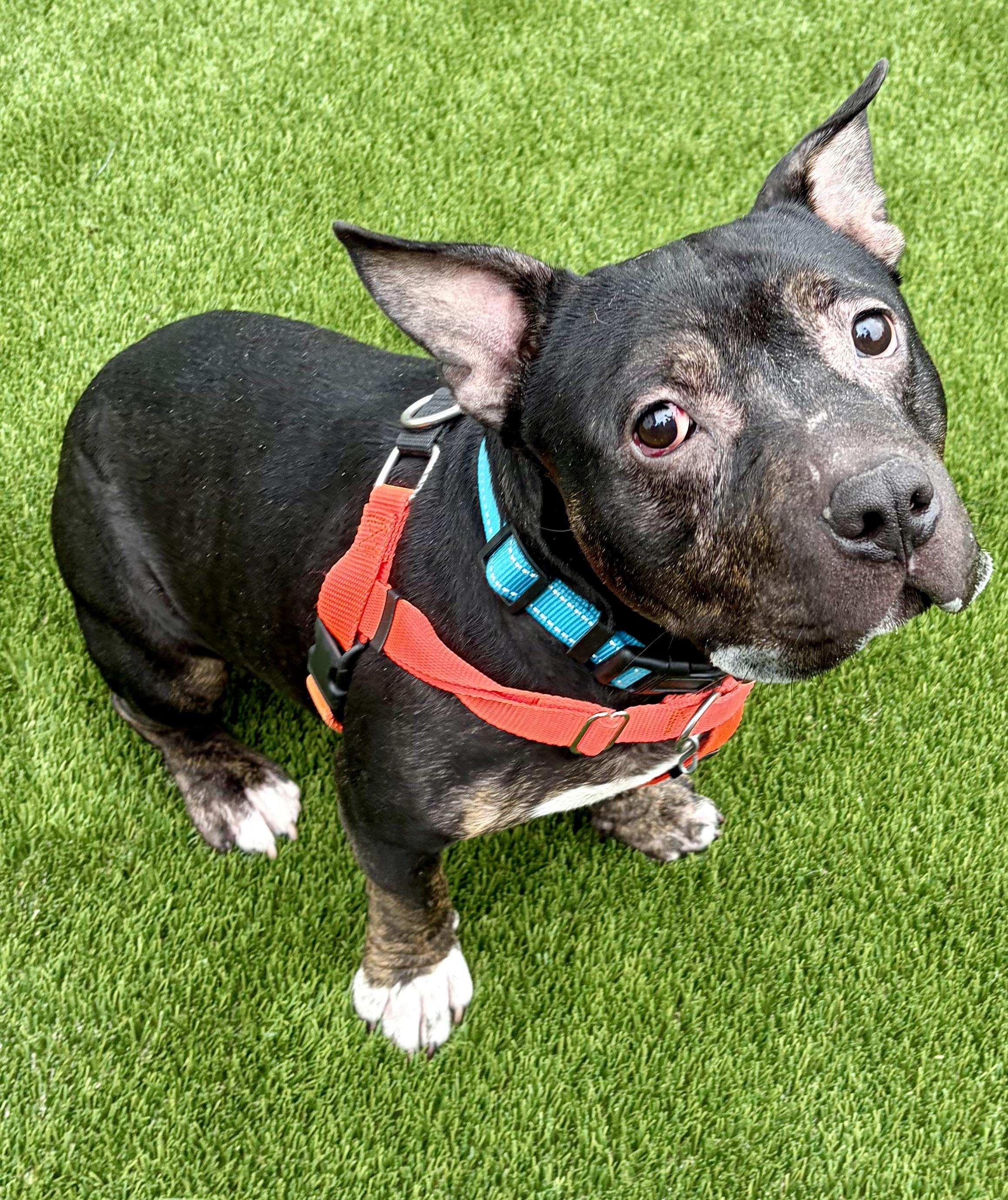 Ghost, a ADOPTABLE American Bully in McKeesport, PA image 4/6