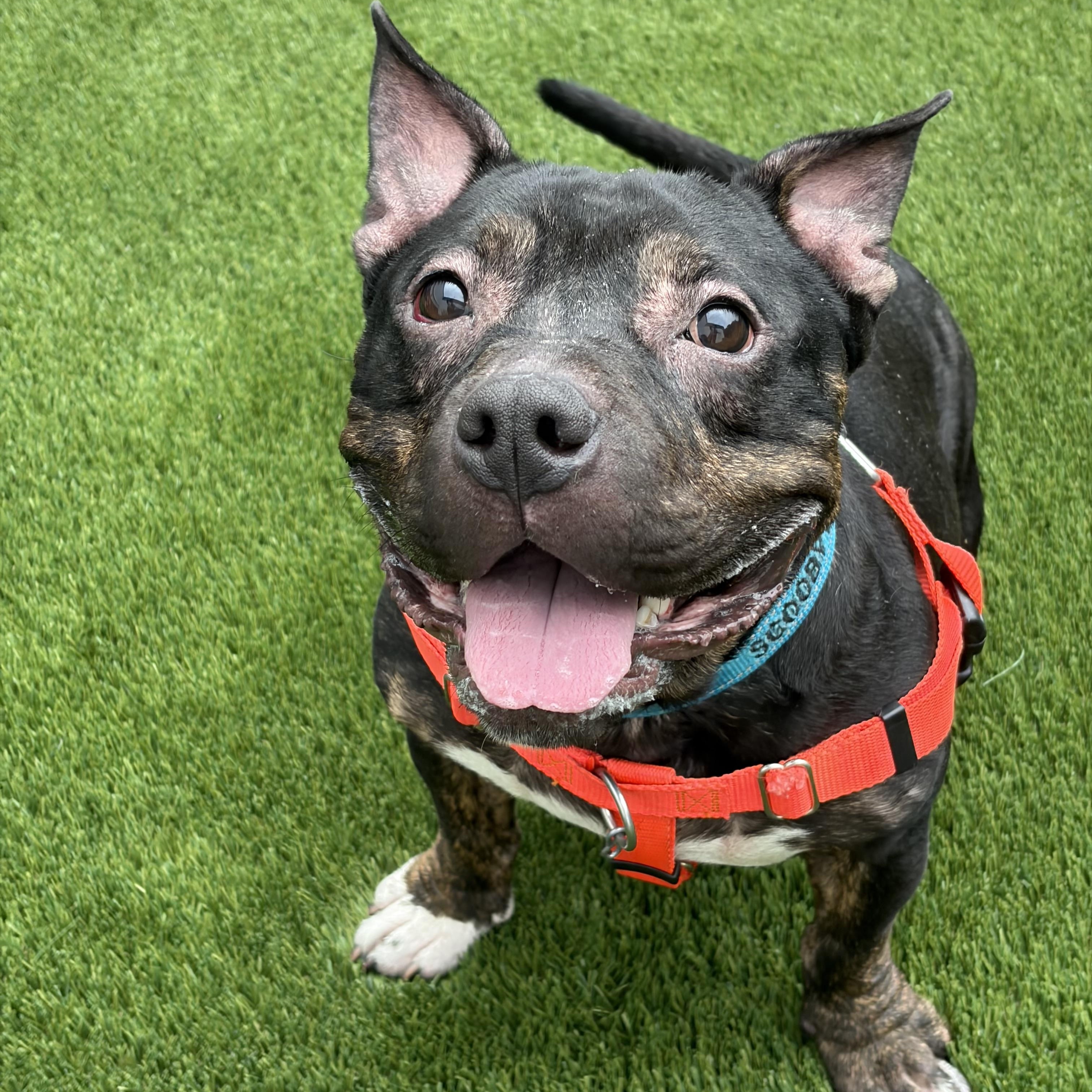 Ghost, ADOPTABLE, Young Male American Bully.