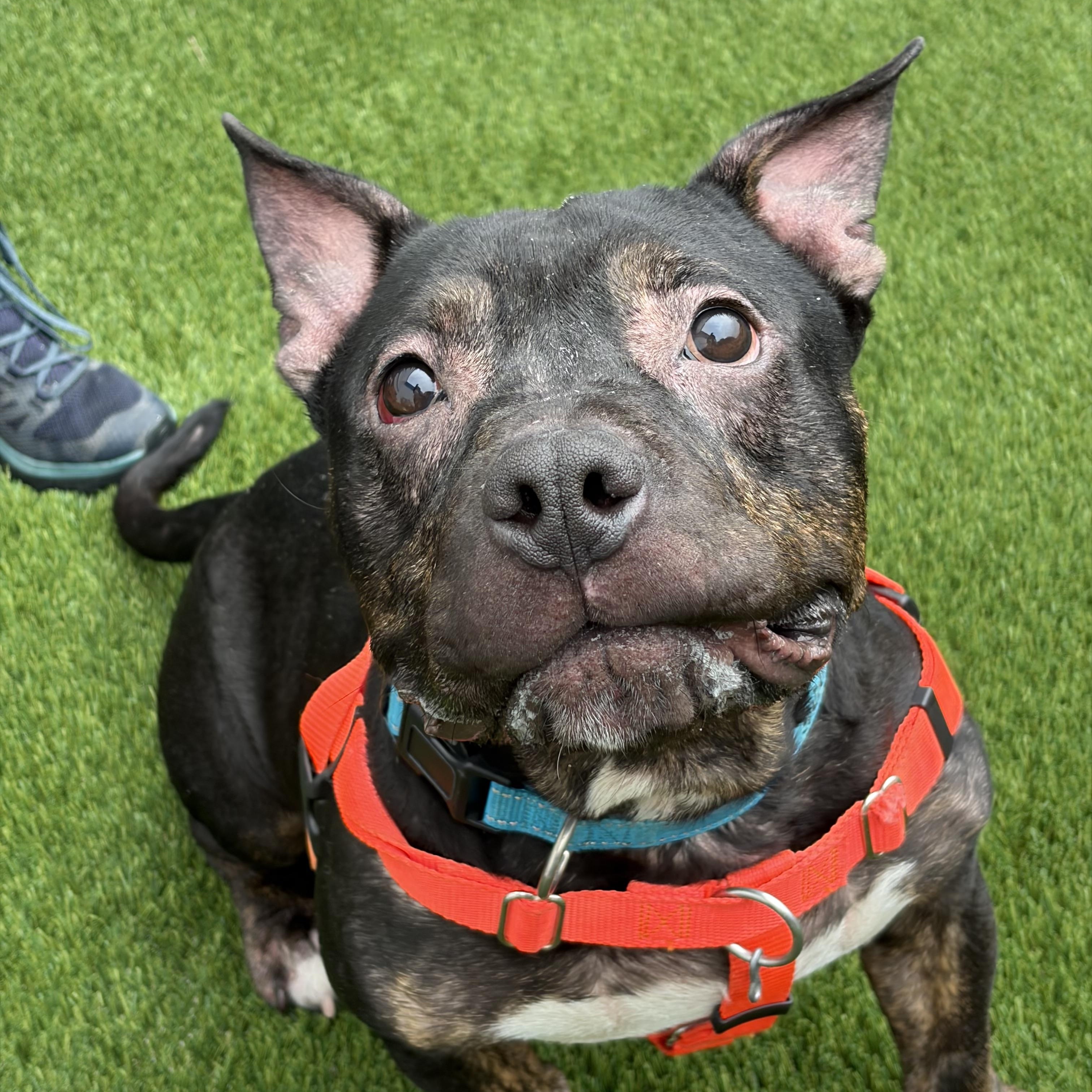 Ghost, a ADOPTABLE American Bully in McKeesport, PA image 5/6