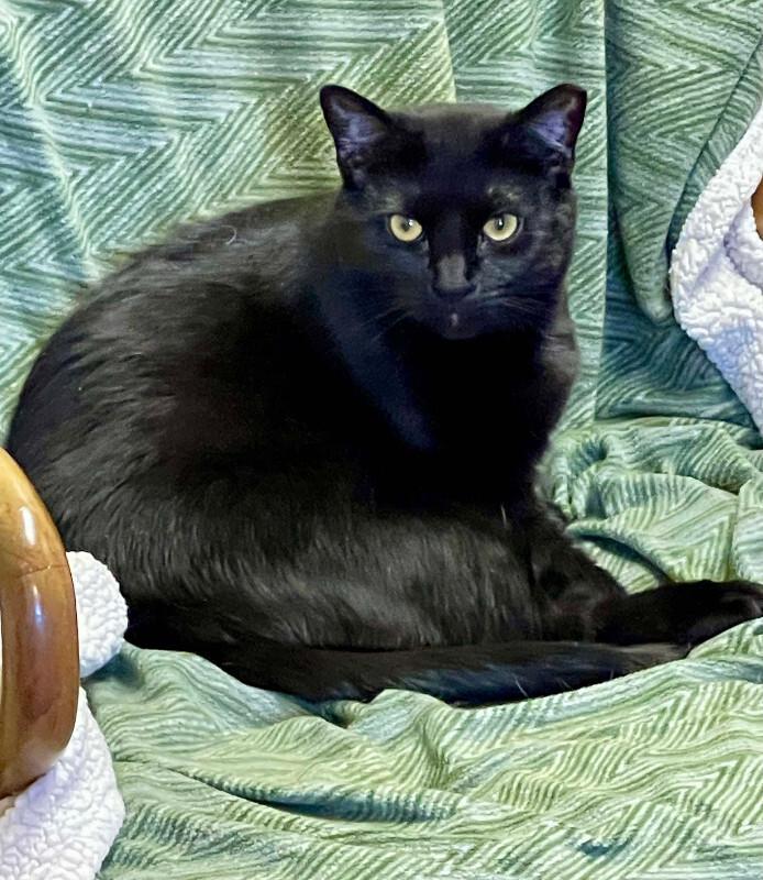 Enlarge Tamora, a Adoptable Domestic Short Hair in Colmar, PA image 1/6