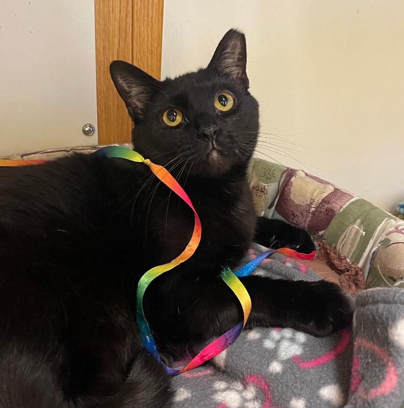 Enlarge Tamora, a Adoptable Domestic Short Hair in Colmar, PA image 2/6