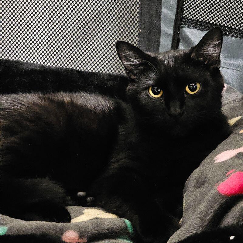 Enlarge Tamora, a Adoptable Domestic Short Hair in Colmar, PA image 3/6