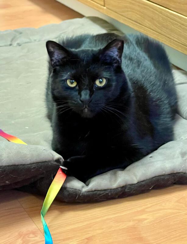 Enlarge Tamora, a Adoptable Domestic Short Hair in Colmar, PA image 4/6