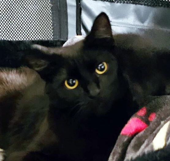 Enlarge Tamora, a Adoptable Domestic Short Hair in Colmar, PA image 5/6