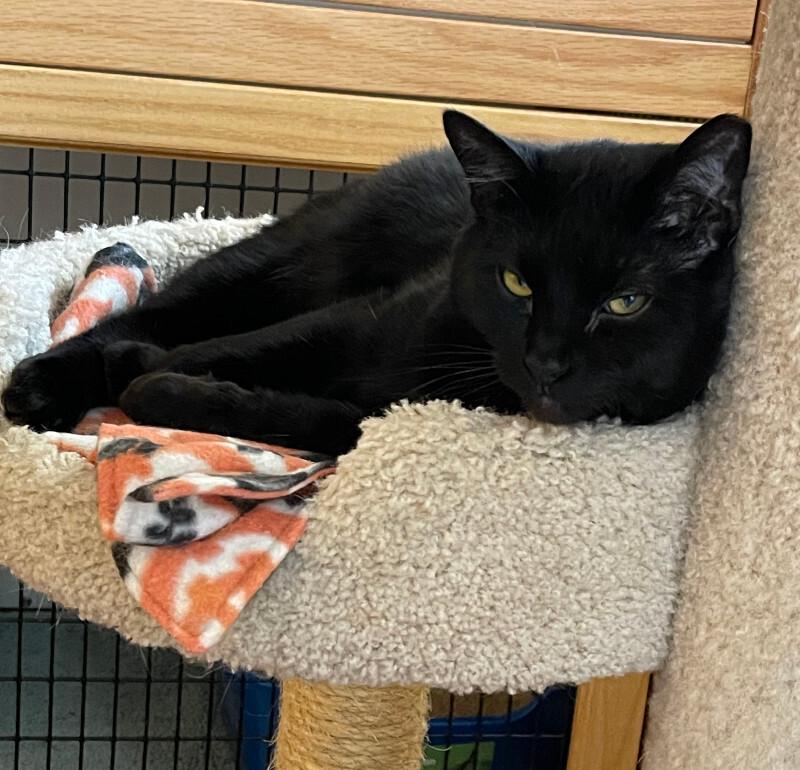 Enlarge Tamora, a Adoptable Domestic Short Hair in Colmar, PA image 6/6