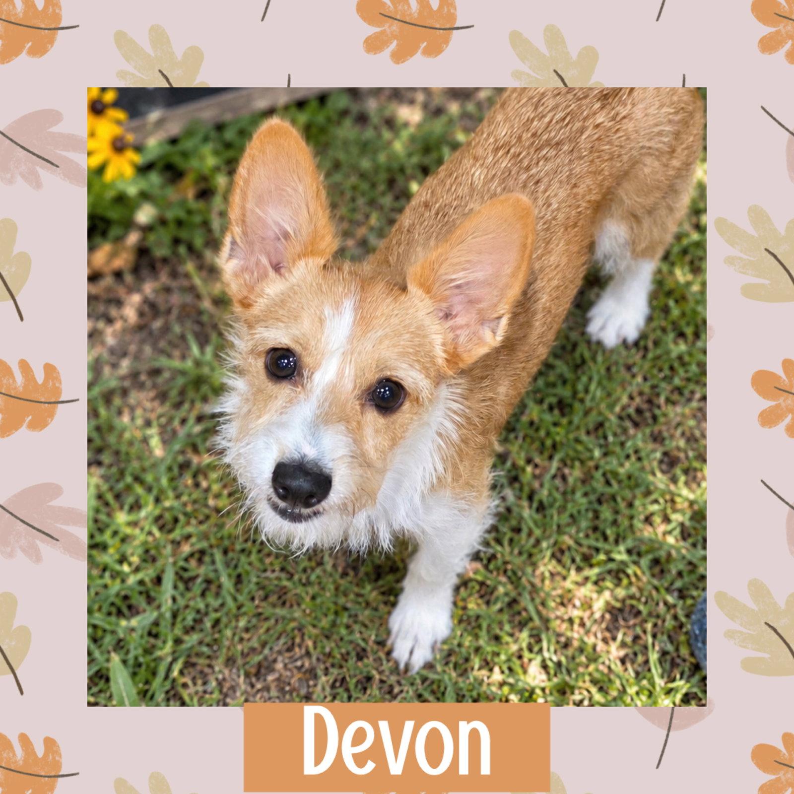 Enlarge Devon, a Adopted mixed breed in Littleton, CO image 1/3