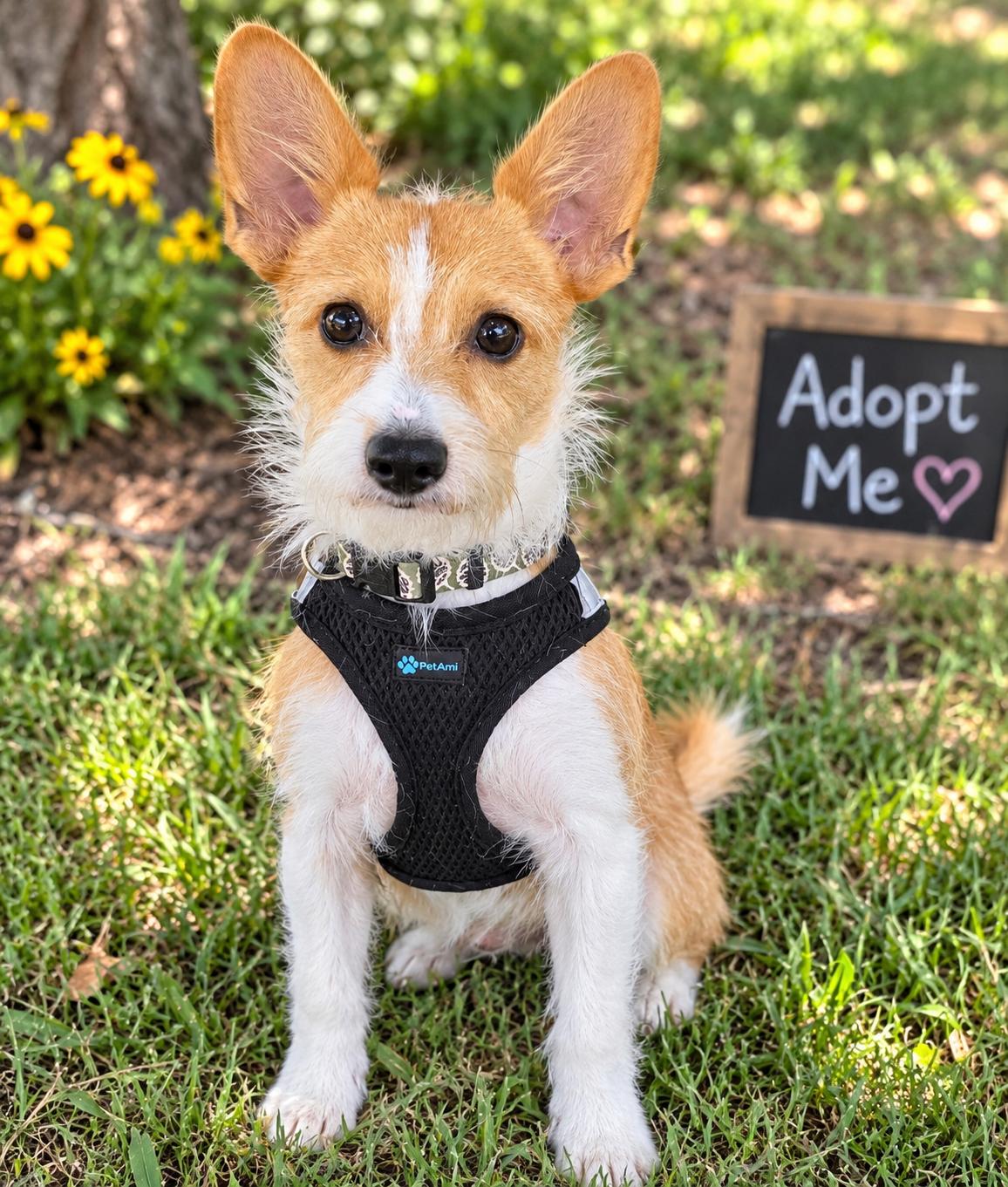 Enlarge Devon, a Adopted mixed breed in Littleton, CO image 2/3