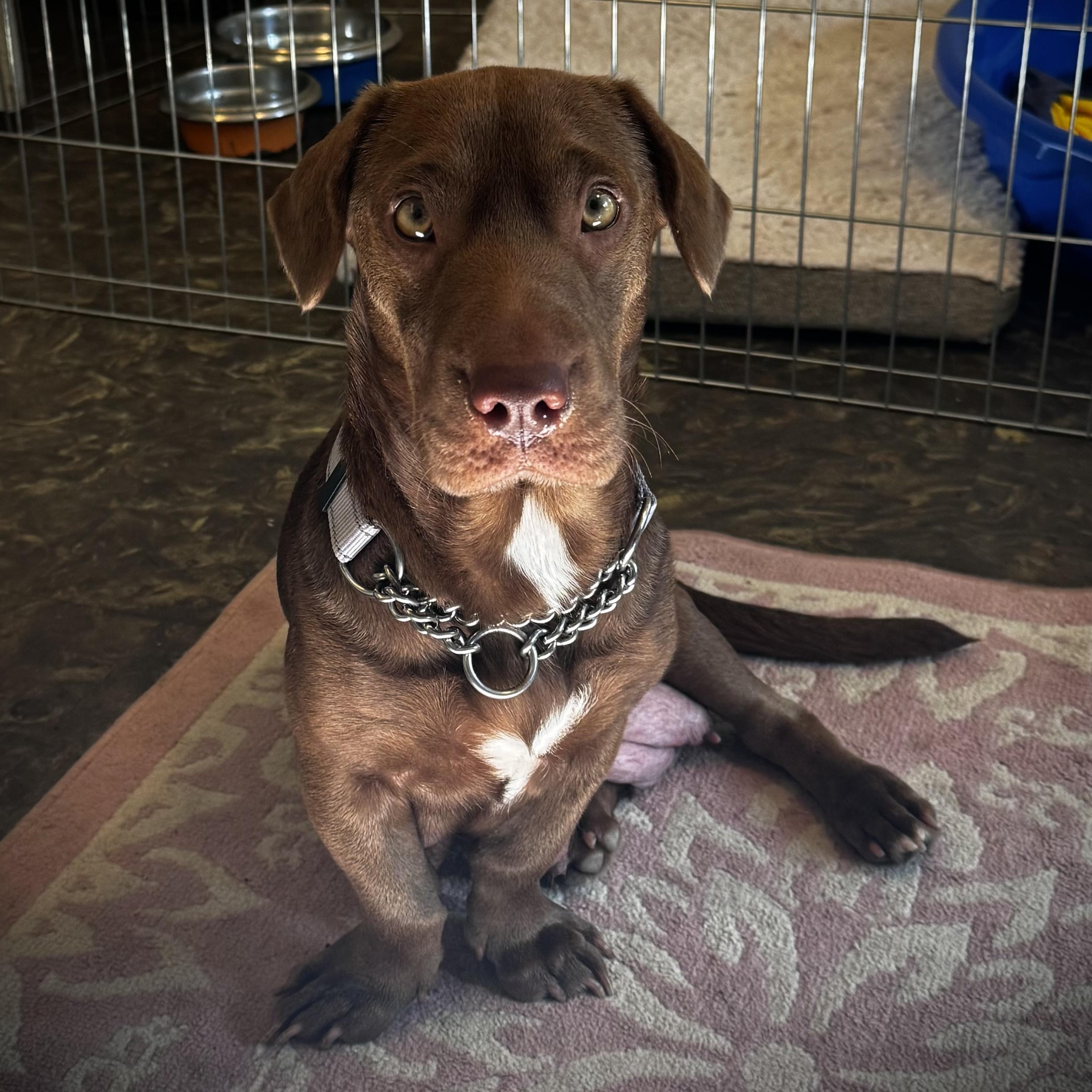 Em-Jay, Adoptable, Adult Female Pit Bull Terrier & Miniature Schnauzer.