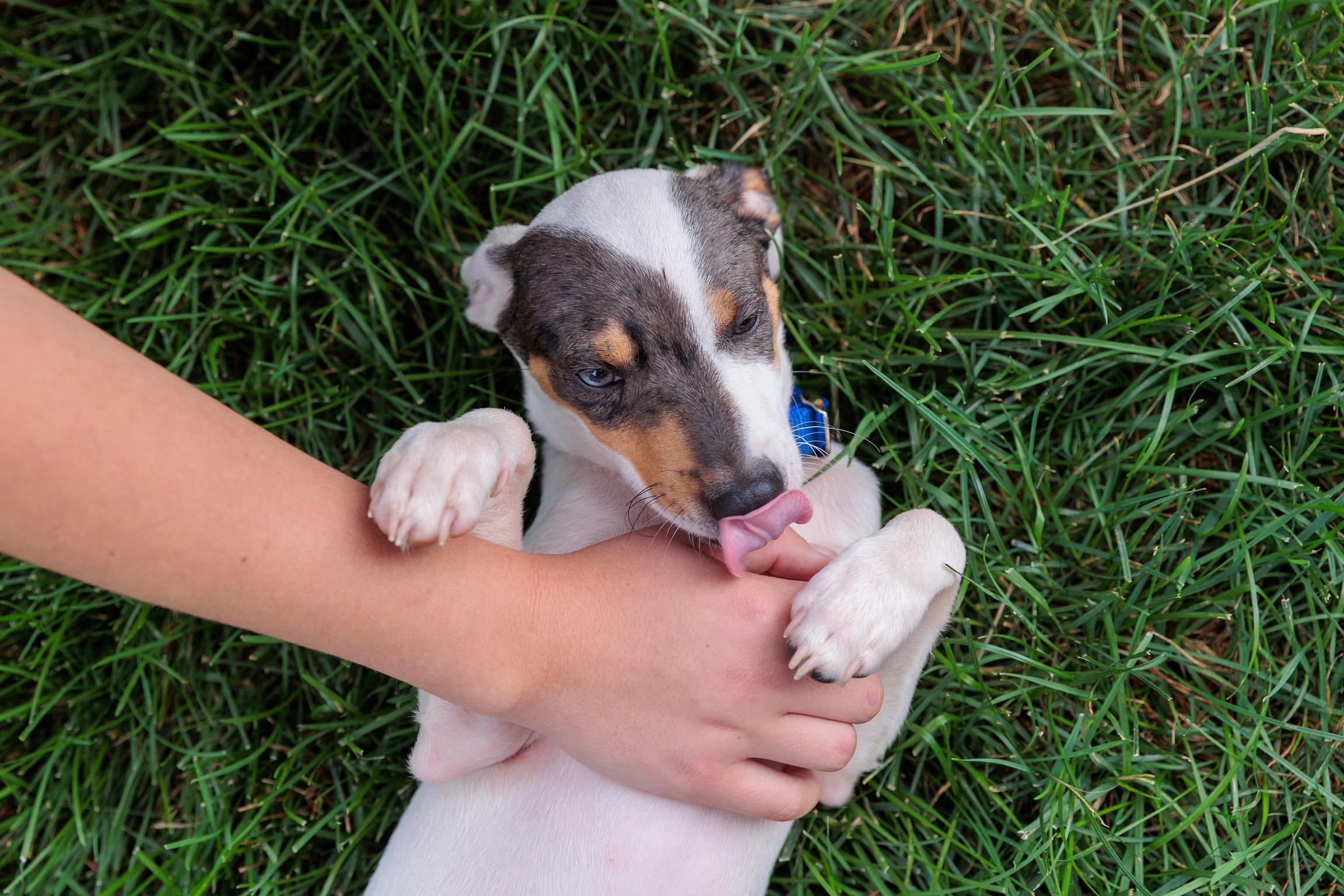 Andre (Meet me 8/15), a Adoptable mixed breed in Warrenton, VA image 2/6