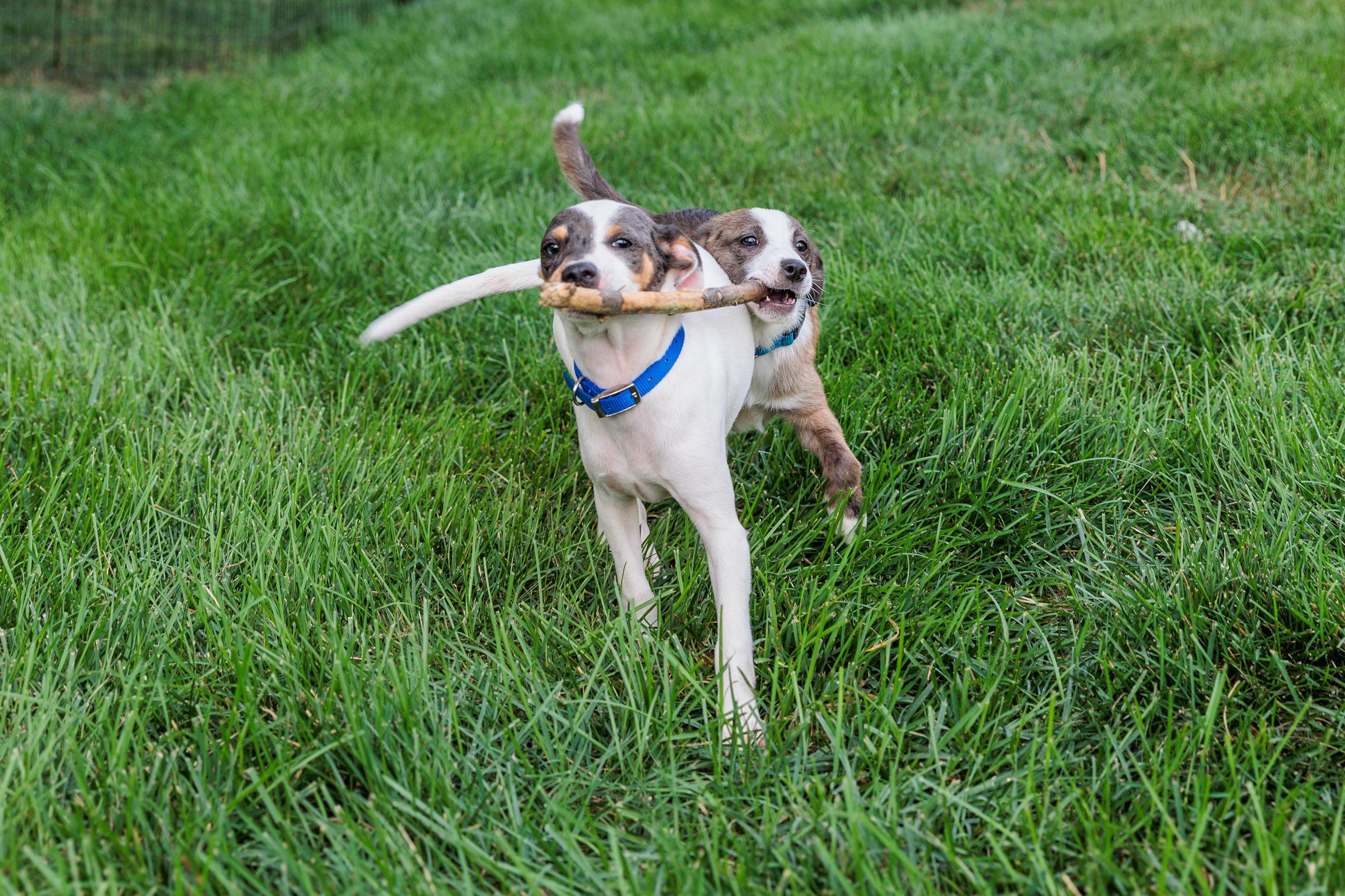 Andre (Meet me 8/15), a Adoptable mixed breed in Warrenton, VA image 3/6