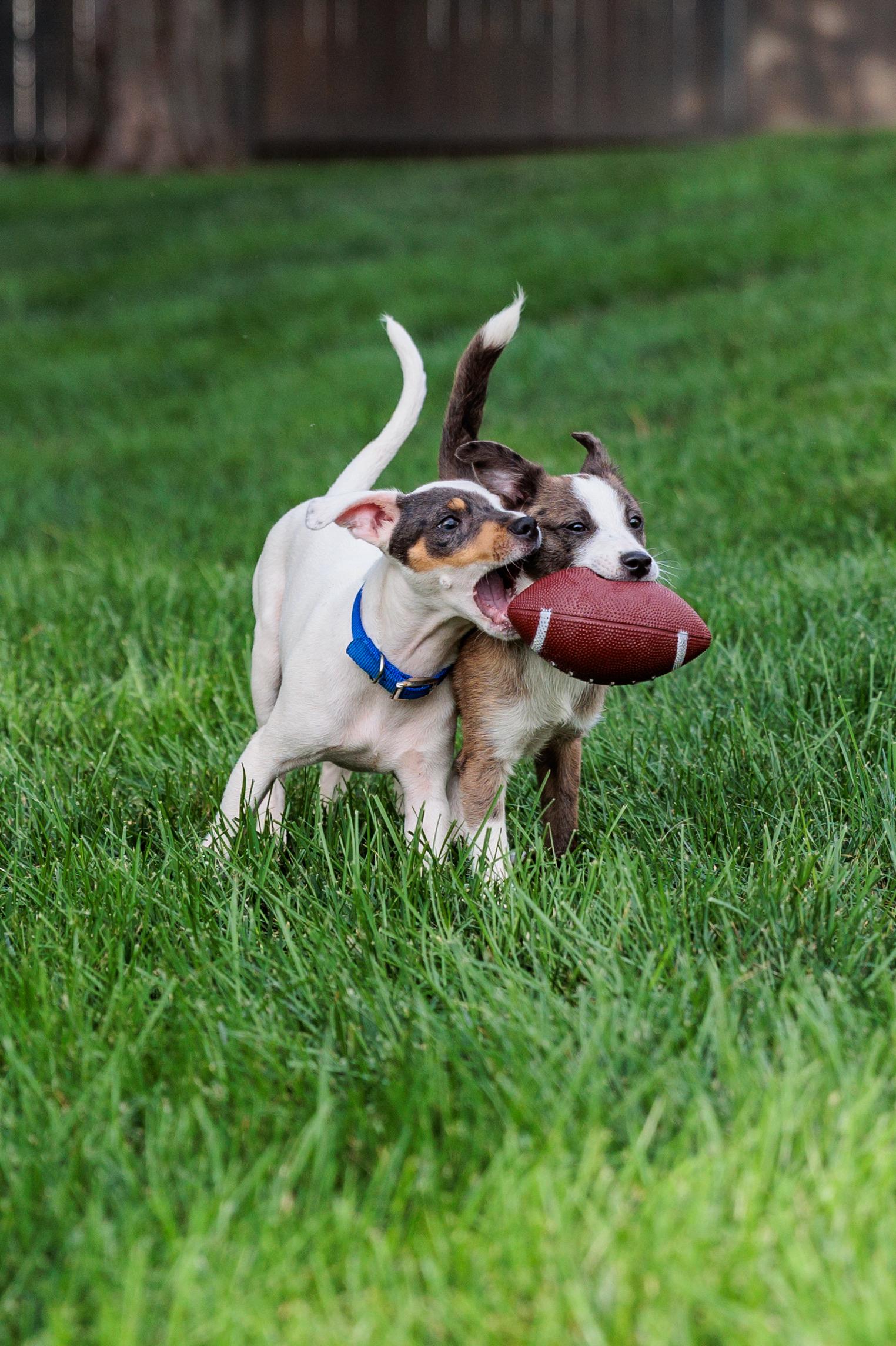 Andre (Meet me 8/15), a Adoptable mixed breed in Warrenton, VA image 4/6