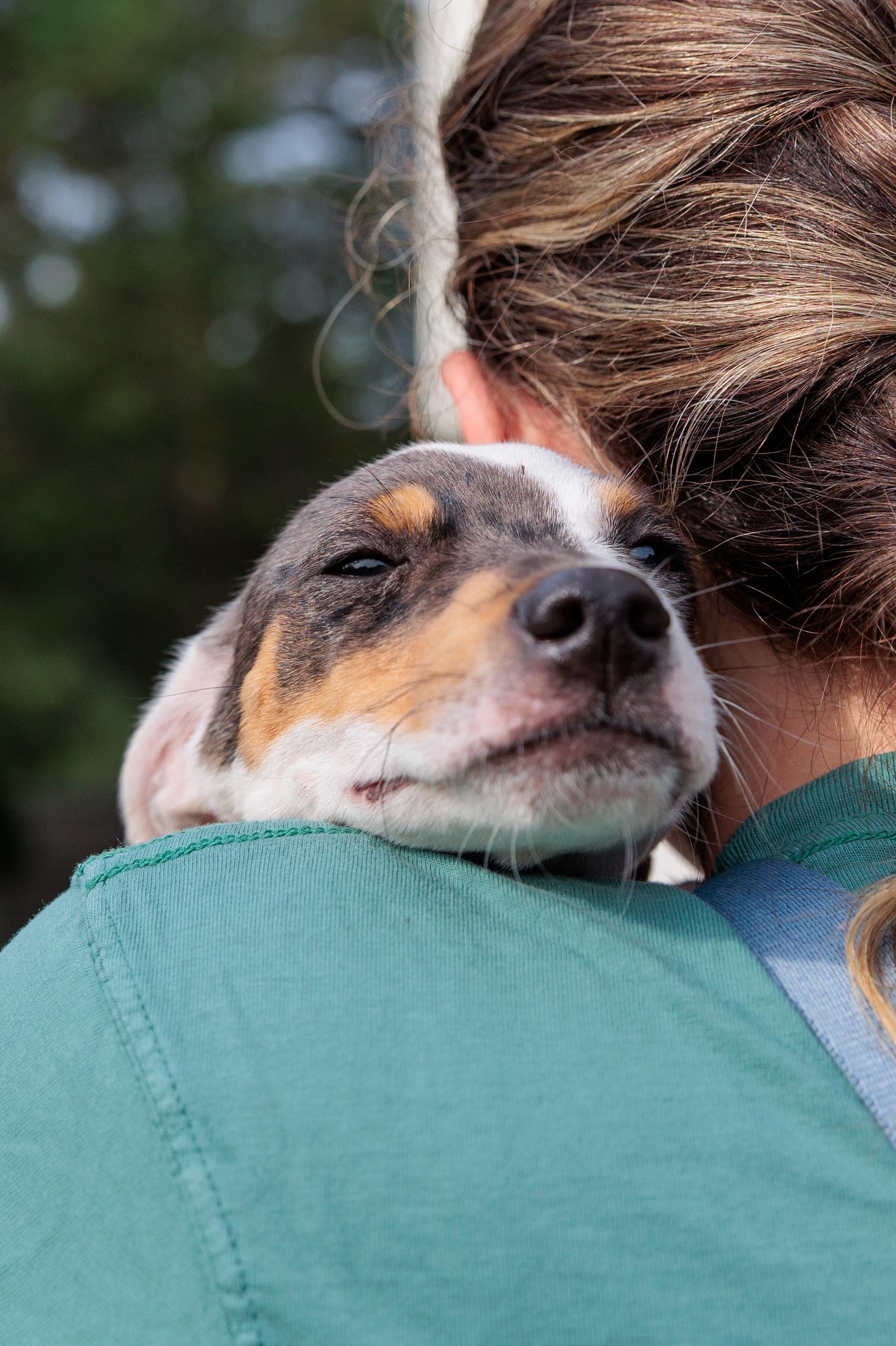 Andre (Meet me 8/15), Adoptable, Puppy Male Terrier.
