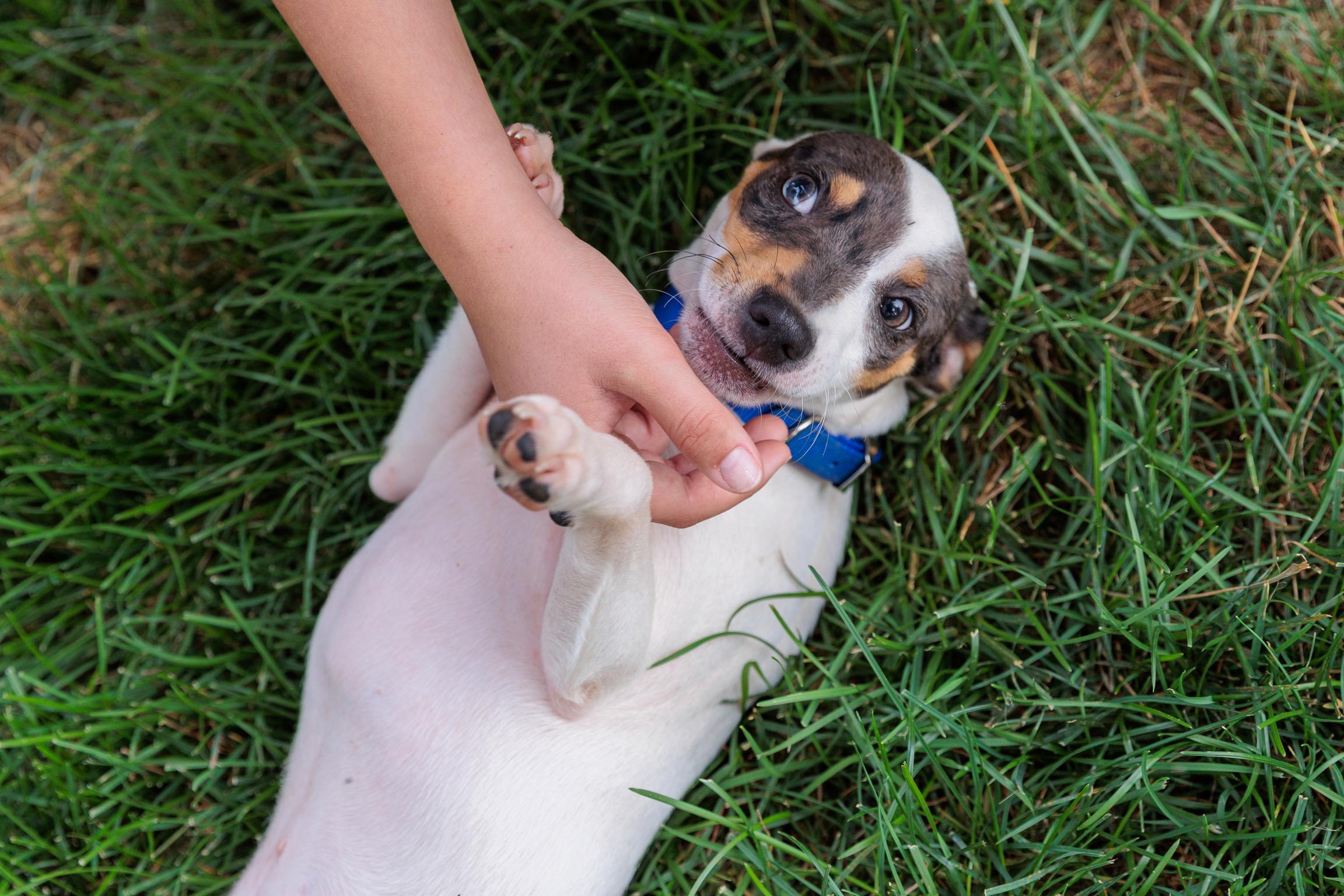Andre (Meet me 8/15), a Adoptable mixed breed in Warrenton, VA image 5/6