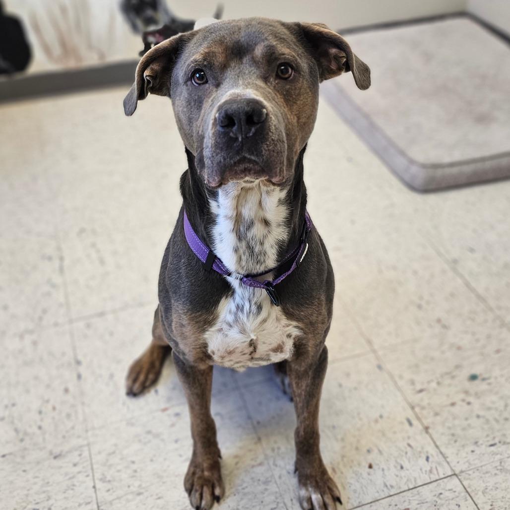 Enlarge Jason, a Adoptable mixed breed in Marysville, OH image 2/2