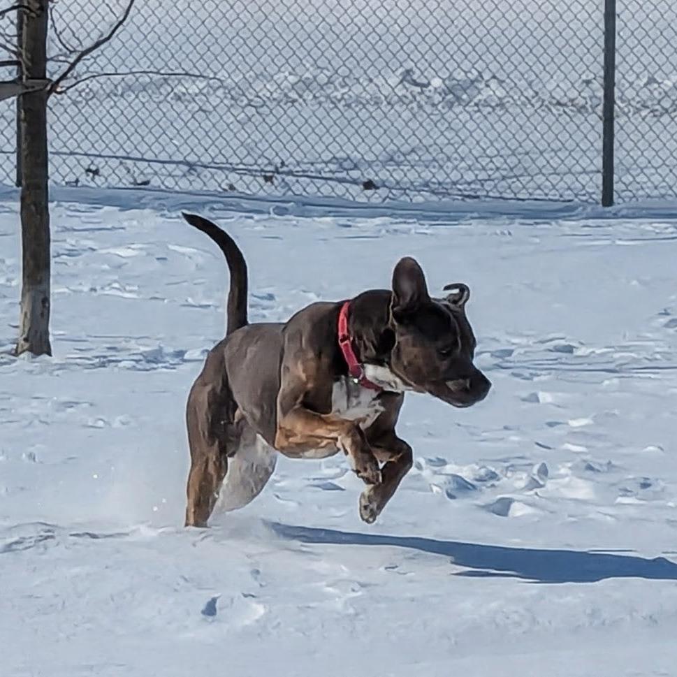 Enlarge Jason, a Adoptable mixed breed in Marysville, OH image 3/3
