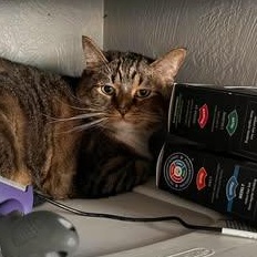 Izzy Biggs, a Adoptable Tabby in Shippenville, PA image 4/6