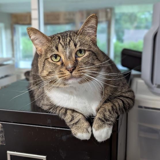 Enlarge Izzy Biggs, a Adoptable Tabby in Shippenville, PA image 1/5