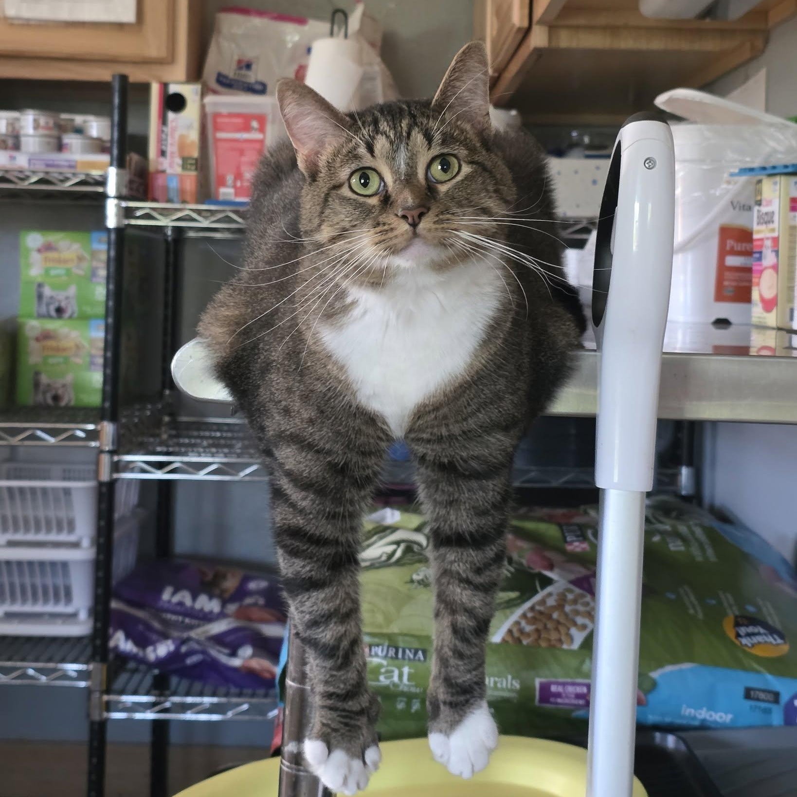 Enlarge Izzy Biggs, a Adoptable Tabby in Shippenville, PA image 2/5