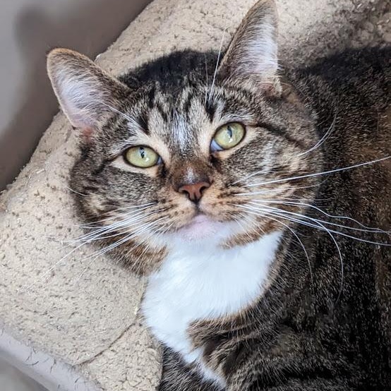 Izzy Biggs, a Adoptable Tabby in Shippenville, PA image 1/5