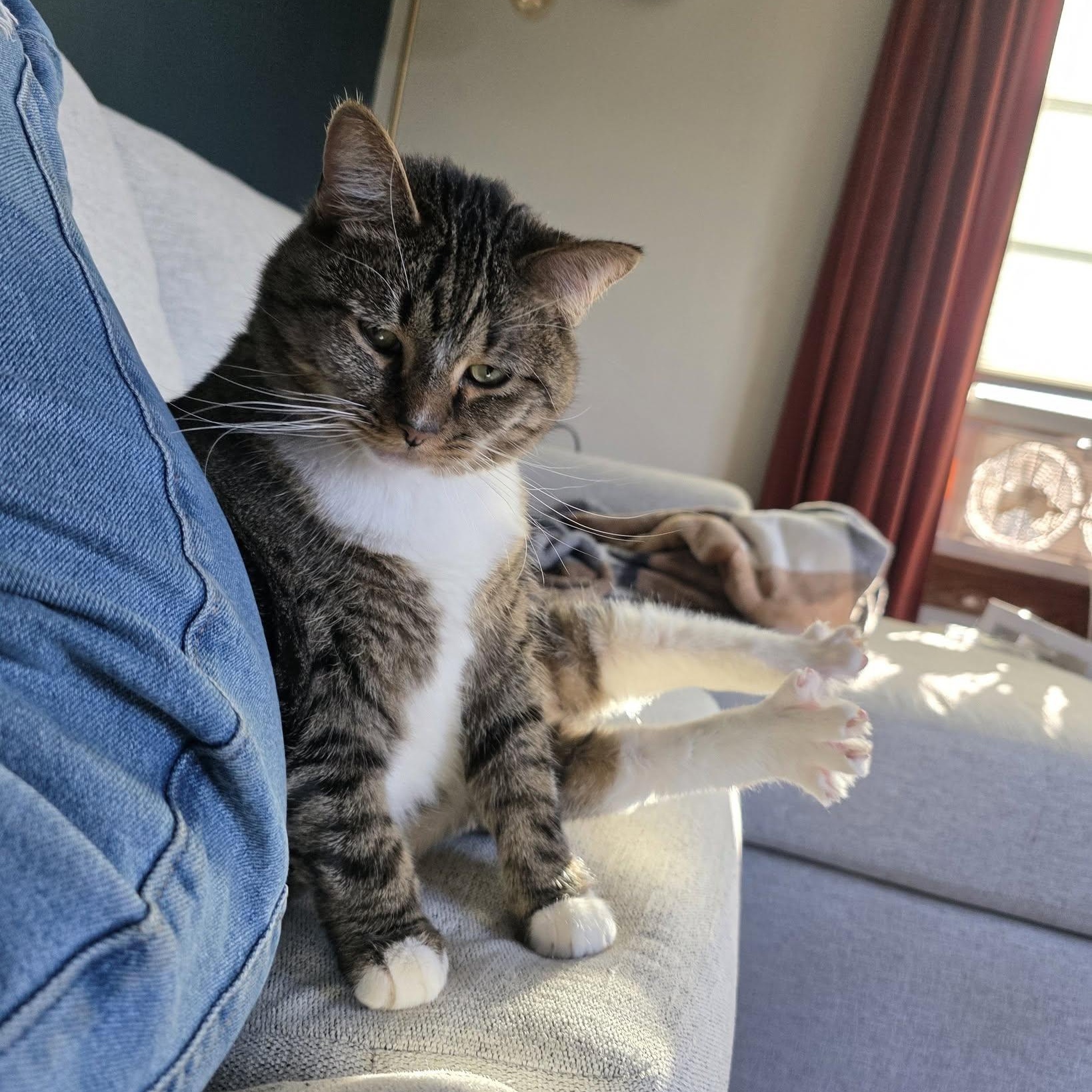 Izzy Biggs, a Adoptable Tabby in Shippenville, PA image 3/6