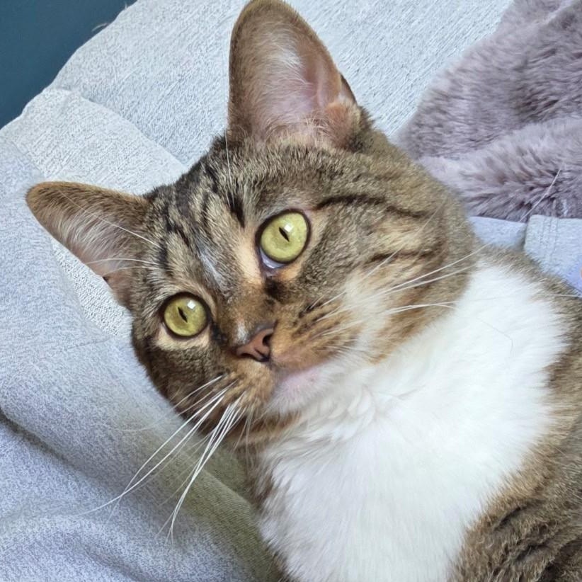 Enlarge Izzy Biggs, a Adoptable Tabby in Shippenville, PA image 4/5