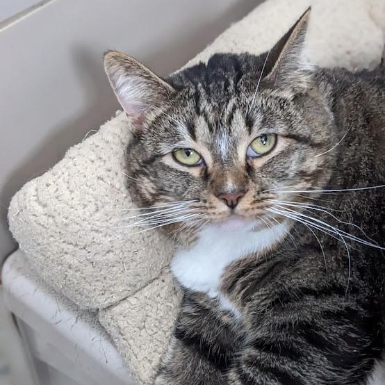 Izzy Biggs, Adoptable, Adult Female Tabby.