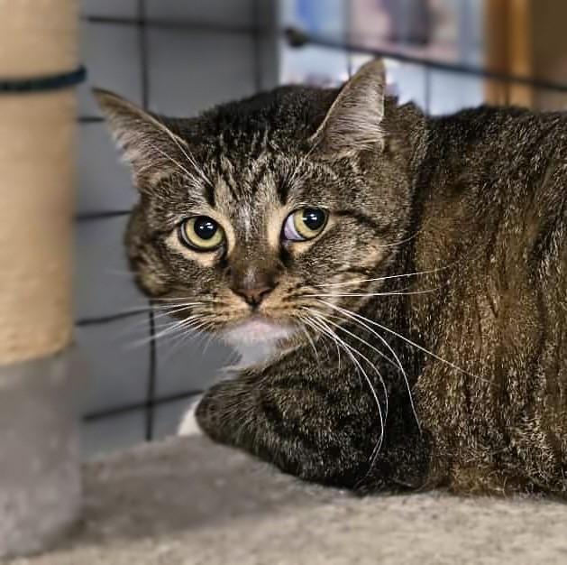 Izzy Biggs, a Adoptable Tabby in Shippenville, PA image 2/5