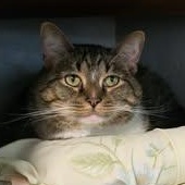 Izzy Biggs, a Adoptable Tabby in Shippenville, PA image 1/6