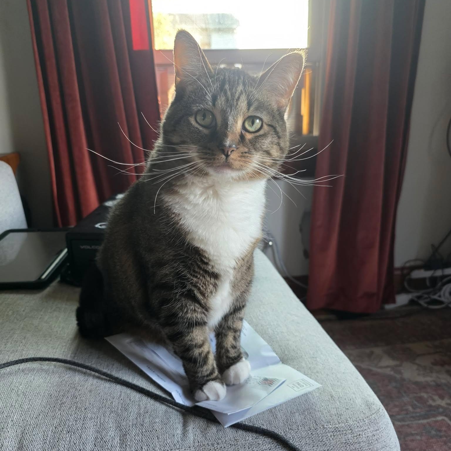 Izzy Biggs, a Adoptable Tabby in Shippenville, PA image 5/6