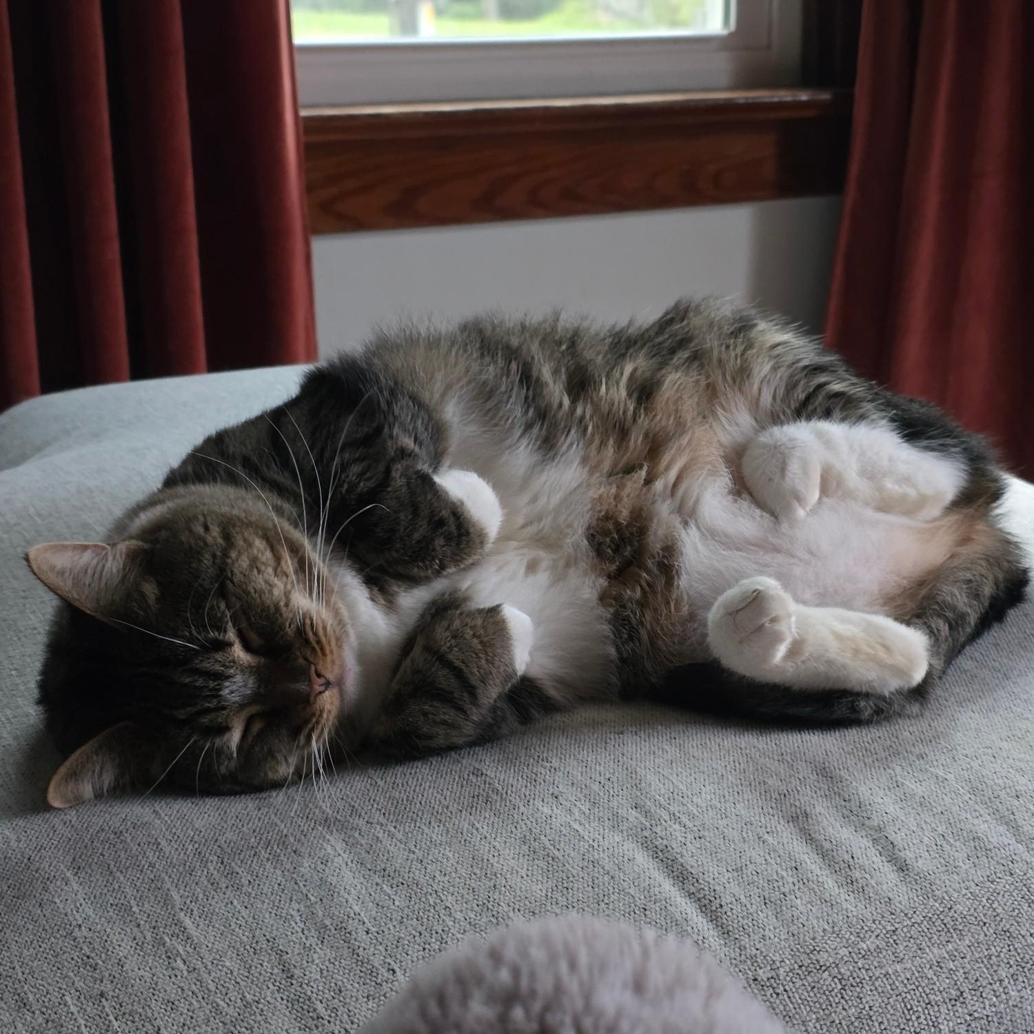 Enlarge Izzy Biggs, a Adoptable Tabby in Shippenville, PA image 5/5